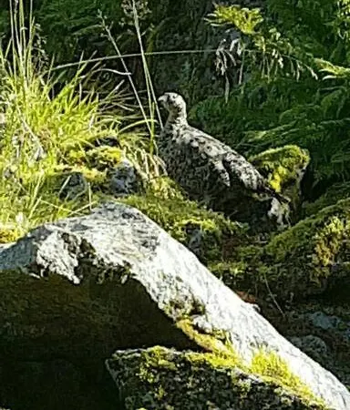 Cozy House - Stronstad @the Start Of Lofoten Tatil Evi *